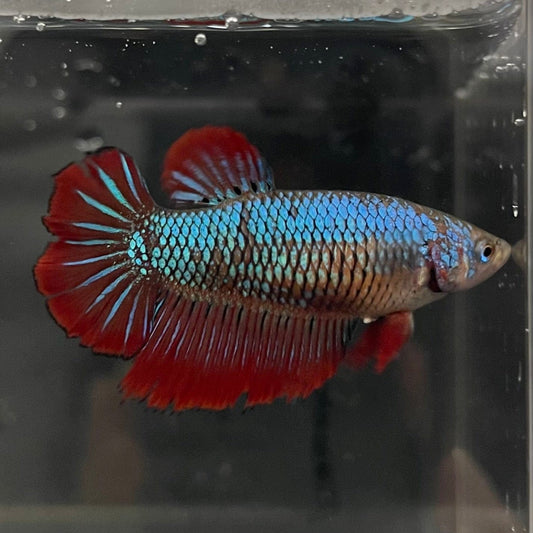 the-fish-farm Female Betta Female Betta - One Only - E Choose your own Female Betta at The Fish Farm Australia