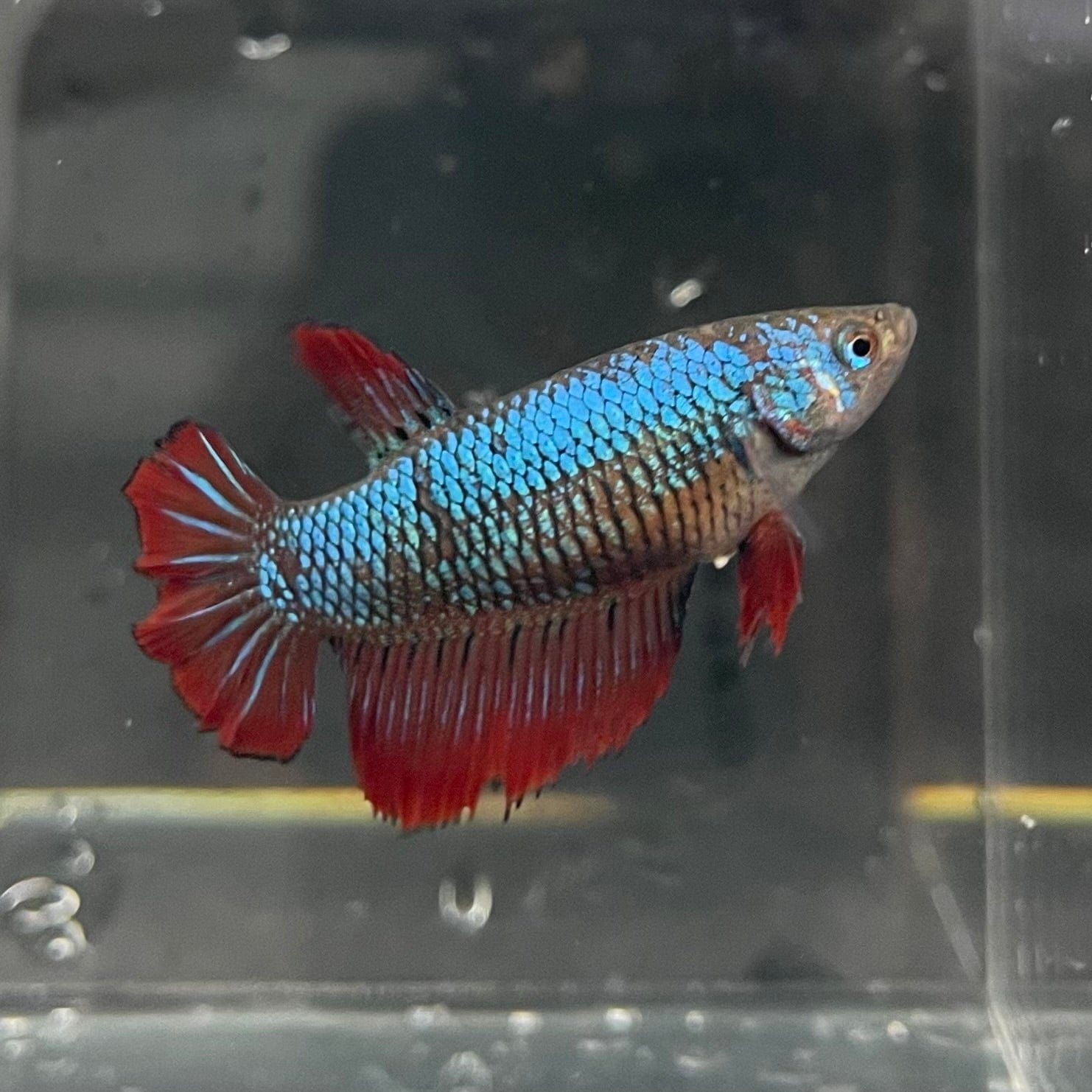 the-fish-farm Female Betta Female Betta - One Only - E Choose your own Female Betta at The Fish Farm Australia