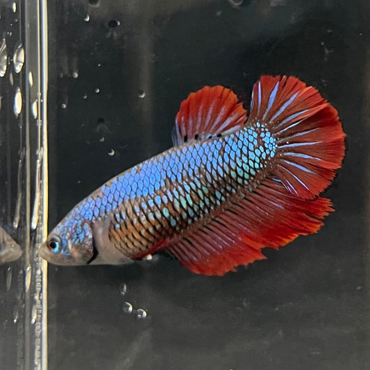 the-fish-farm Female Betta Female Betta - One Only - E Choose your own Female Betta at The Fish Farm Australia