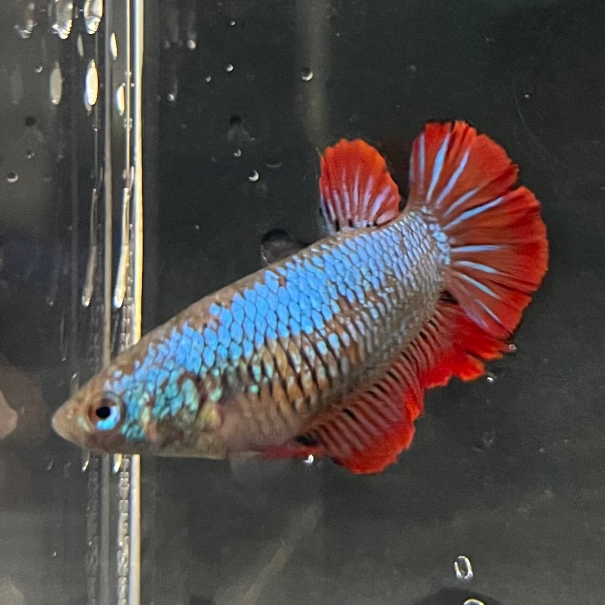 the-fish-farm Female Betta Female Betta - One Only - E Choose your own Female Betta at The Fish Farm Australia