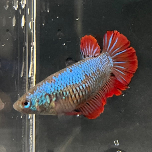 the-fish-farm Female Betta Female Betta - One Only - E Choose your own Female Betta at The Fish Farm Australia