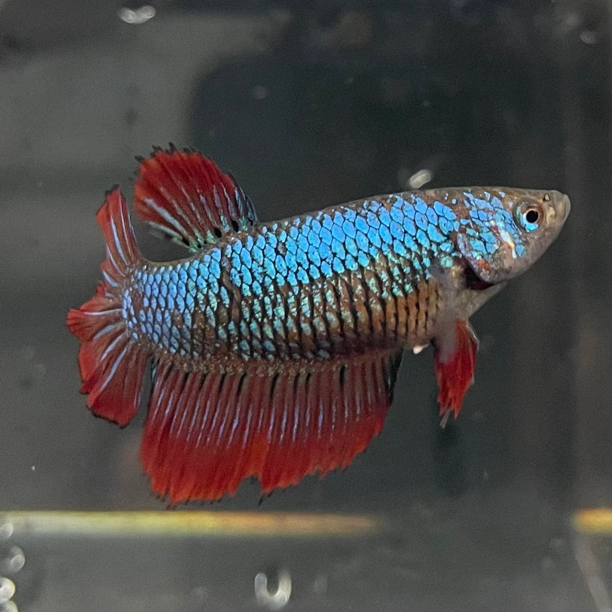 the-fish-farm Female Betta Female Betta - One Only - E Choose your own Female Betta at The Fish Farm Australia