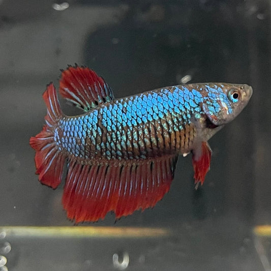 the-fish-farm Female Betta Female Betta - One Only - E Choose your own Female Betta at The Fish Farm Australia