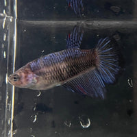 the-fish-farm Female Betta Female Betta - One Only - E Choose your own Female Betta at The Fish Farm Australia