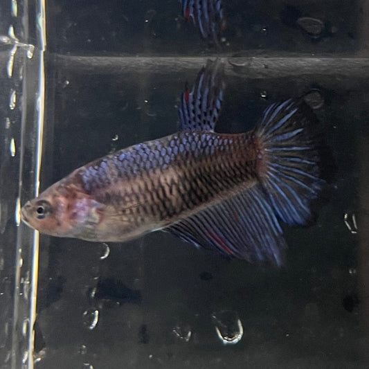 the-fish-farm Female Betta Female Betta - One Only - E Choose your own Female Betta at The Fish Farm Australia