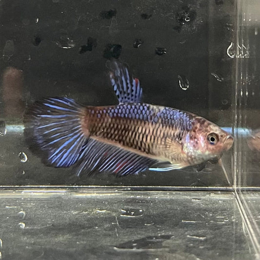 the-fish-farm Female Betta Female Betta - One Only - E Choose your own Female Betta at The Fish Farm Australia