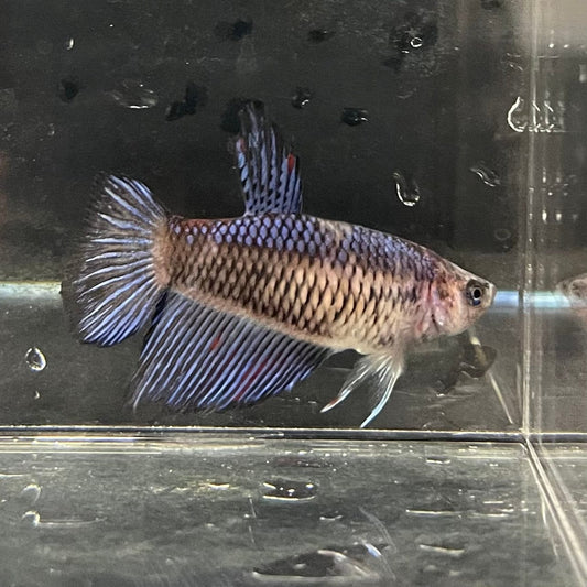 the-fish-farm Female Betta Female Betta - One Only - E Choose your own Female Betta at The Fish Farm Australia