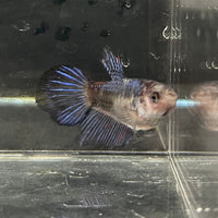 the-fish-farm Female Betta Female Betta - One Only - E Choose your own Female Betta at The Fish Farm Australia