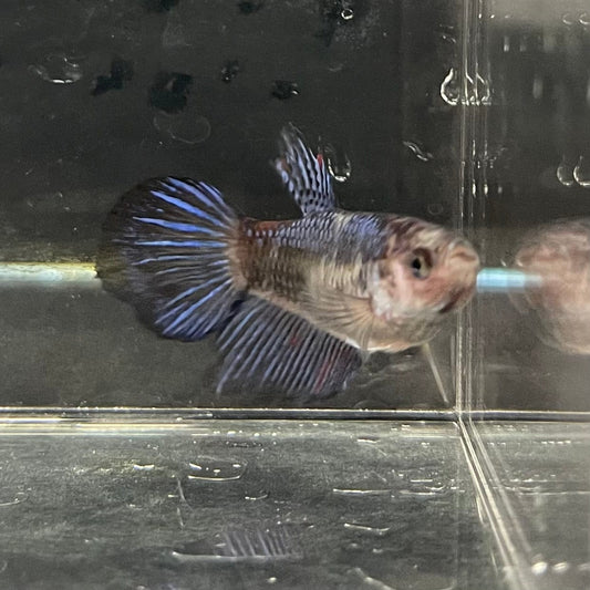 the-fish-farm Female Betta Female Betta - One Only - E Choose your own Female Betta at The Fish Farm Australia