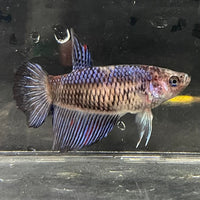 the-fish-farm Female Betta Female Betta - One Only - E Choose your own Female Betta at The Fish Farm Australia