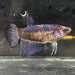 the-fish-farm Female Betta Female Betta - One Only - E Choose your own Female Betta at The Fish Farm Australia