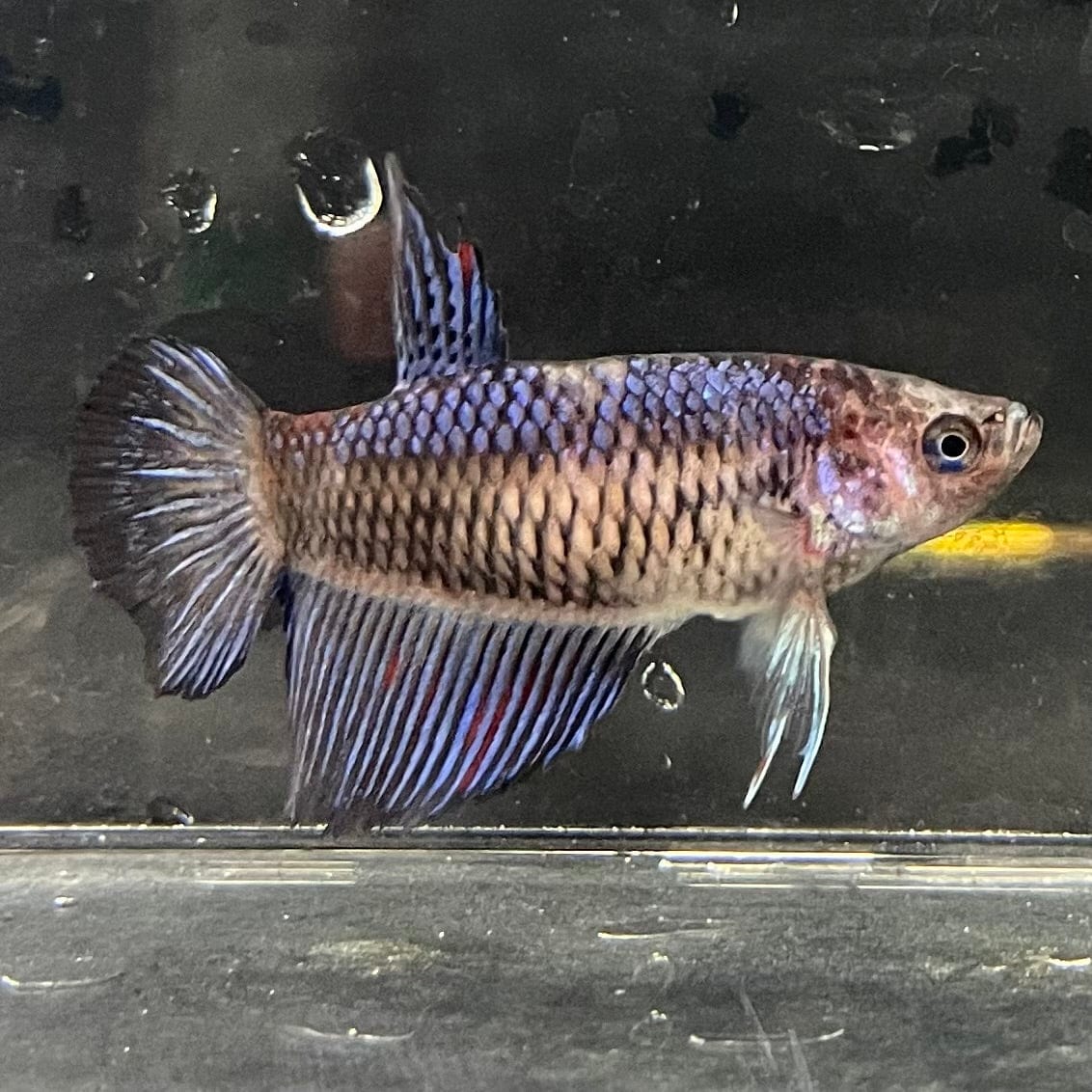 the-fish-farm Female Betta Female Betta - One Only - E Choose your own Female Betta at The Fish Farm Australia
