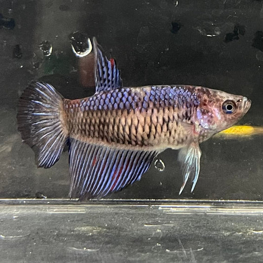 the-fish-farm Female Betta Female Betta - One Only - E Choose your own Female Betta at The Fish Farm Australia
