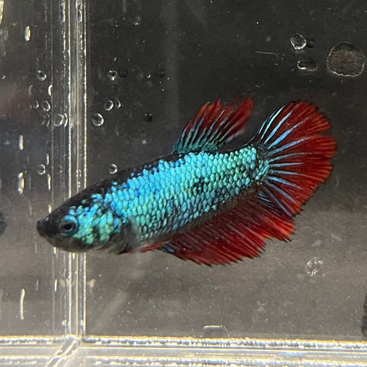 the-fish-farm Female Betta Female Betta - One Only - E Choose your own Female Betta at The Fish Farm Australia