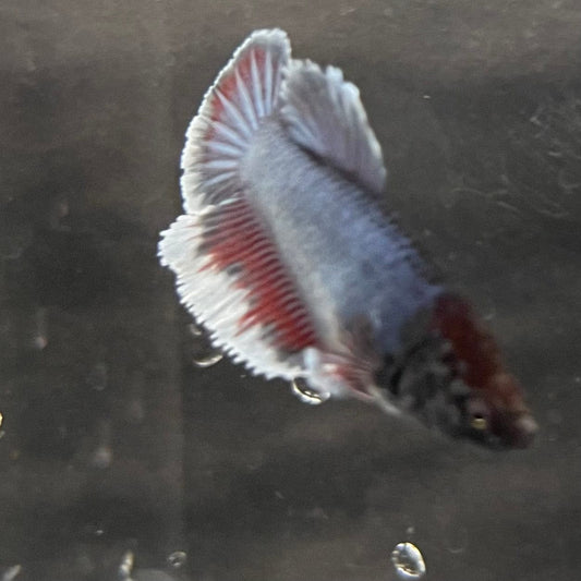 the-fish-farm Female Betta Female Betta - One Only - E Choose your own Female Betta at The Fish Farm Australia