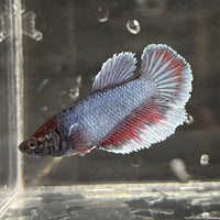 the-fish-farm Female Betta Female Betta - One Only - E Choose your own Female Betta at The Fish Farm Australia