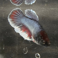 the-fish-farm Female Betta Female Betta - One Only - E Choose your own Female Betta at The Fish Farm Australia