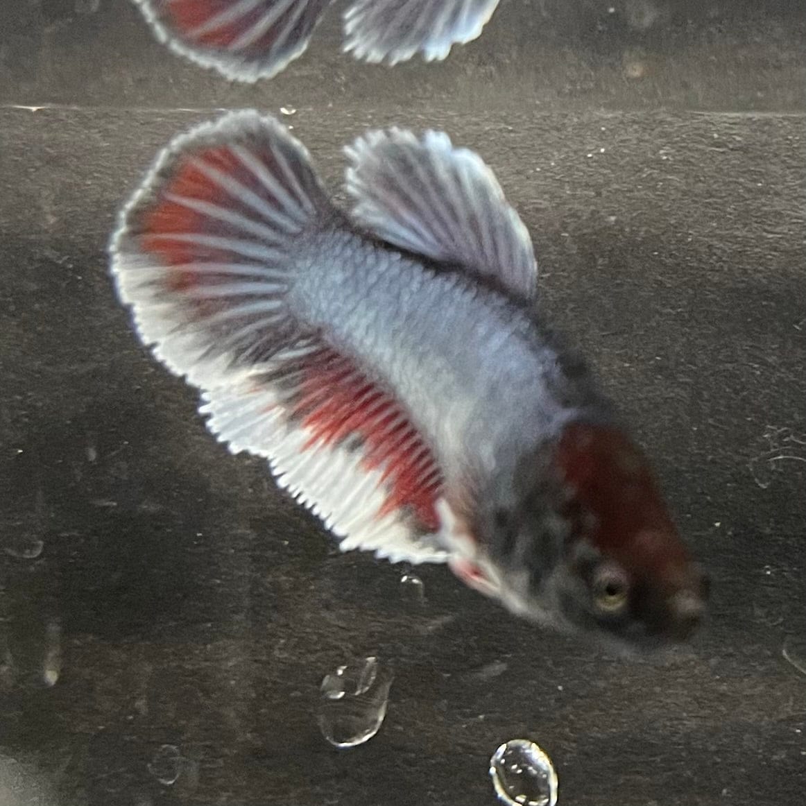 the-fish-farm Female Betta Female Betta - One Only - E Choose your own Female Betta at The Fish Farm Australia