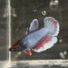 the-fish-farm Female Betta Female Betta - One Only - E Choose your own Female Betta at The Fish Farm Australia