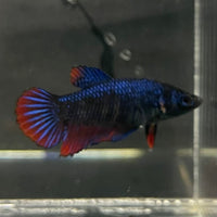 the-fish-farm Female Betta Female Betta - One Only - E Choose your own Female Betta at The Fish Farm Australia