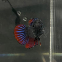 the-fish-farm Female Betta Female Betta - One Only - E Choose your own Female Betta at The Fish Farm Australia