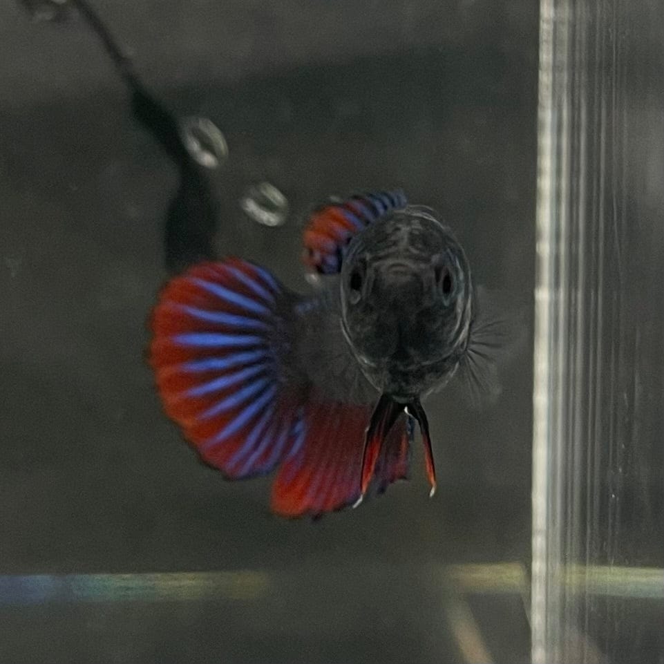 the-fish-farm Female Betta Female Betta - One Only - E Choose your own Female Betta at The Fish Farm Australia