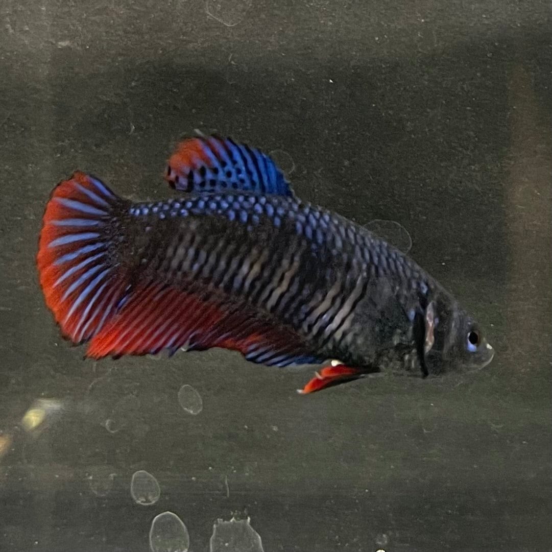 the-fish-farm Female Betta Female Betta - One Only - E Choose your own Female Betta at The Fish Farm Australia