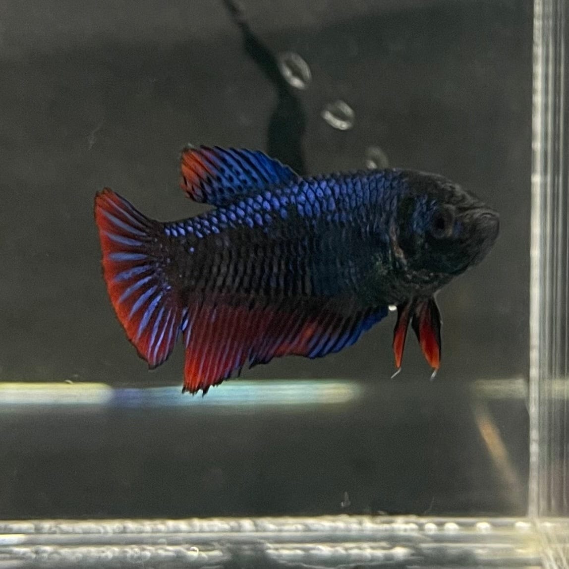 the-fish-farm Female Betta Female Betta - One Only - E Choose your own Female Betta at The Fish Farm Australia