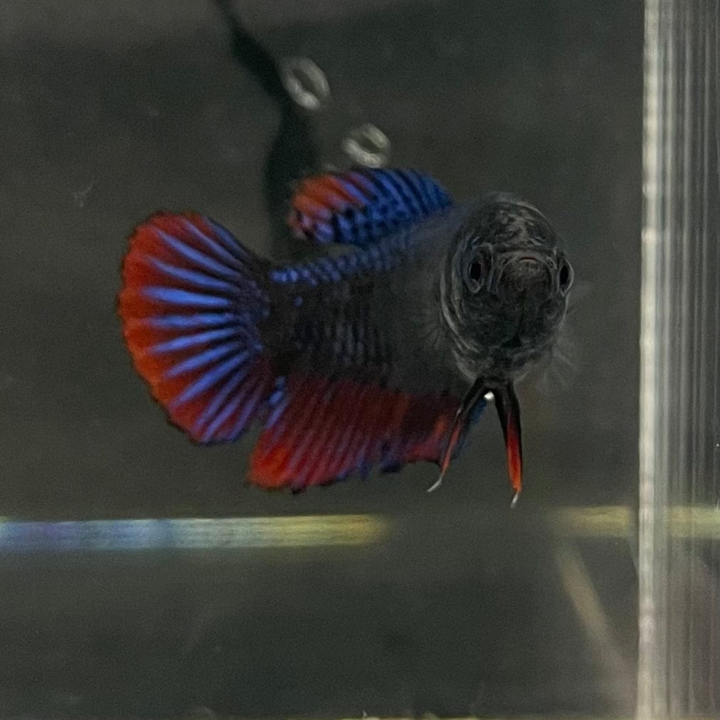 the-fish-farm Female Betta Female Betta - One Only - E Choose your own Female Betta at The Fish Farm Australia