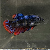 the-fish-farm Female Betta Female Betta - One Only - E Choose your own Female Betta at The Fish Farm Australia