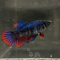 the-fish-farm Female Betta Female Betta - One Only - E Choose your own Female Betta at The Fish Farm Australia