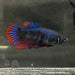 the-fish-farm Female Betta Female Betta - One Only - E Choose your own Female Betta at The Fish Farm Australia