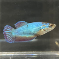 the-fish-farm Female Betta Female Betta - One Only - E Choose your own Female Betta at The Fish Farm Australia