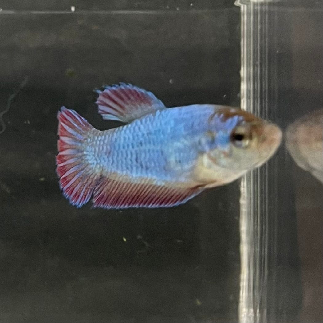 the-fish-farm Female Betta Female Betta - One Only - E Choose your own Female Betta at The Fish Farm Australia