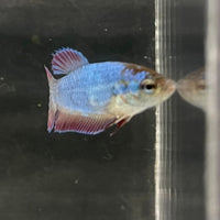 the-fish-farm Female Betta Female Betta - One Only - E Choose your own Female Betta at The Fish Farm Australia