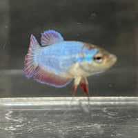 the-fish-farm Female Betta Female Betta - One Only - E Choose your own Female Betta at The Fish Farm Australia