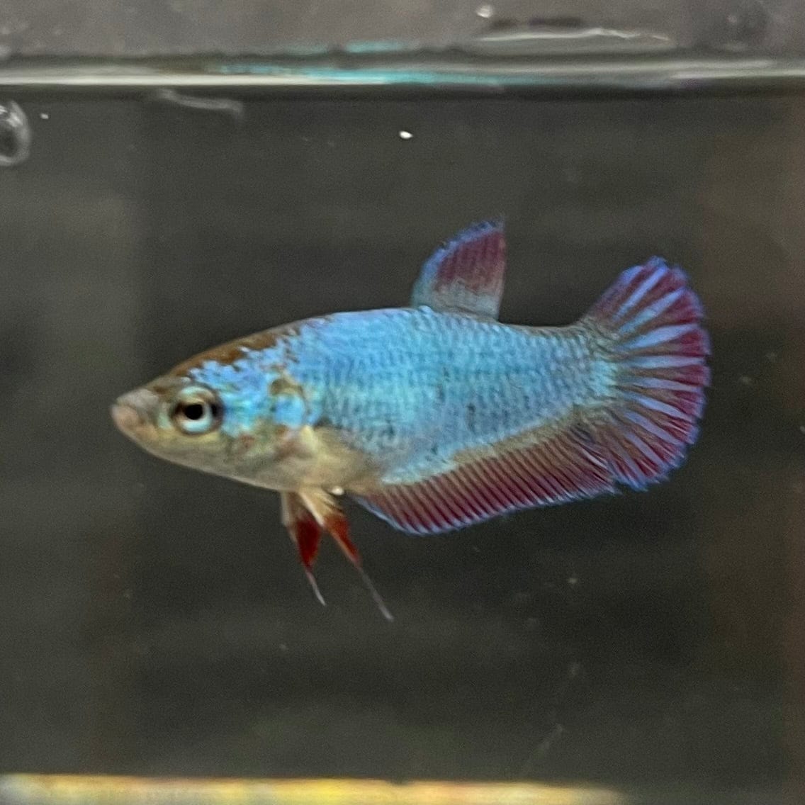 the-fish-farm Female Betta Female Betta - One Only - E Choose your own Female Betta at The Fish Farm Australia