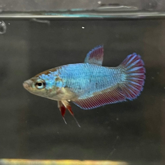 the-fish-farm Female Betta Female Betta - One Only - E Choose your own Female Betta at The Fish Farm Australia