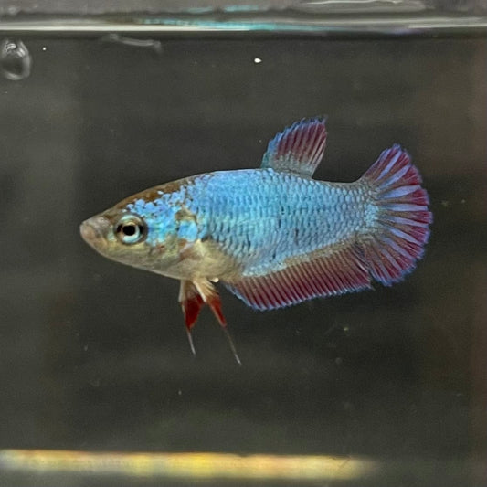 the-fish-farm Female Betta Female Betta - One Only - E Choose your own Female Betta at The Fish Farm Australia