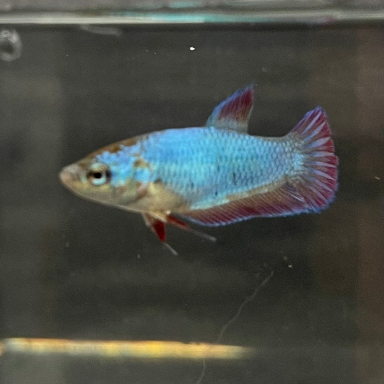 the-fish-farm Female Betta Female Betta - One Only - E Choose your own Female Betta at The Fish Farm Australia