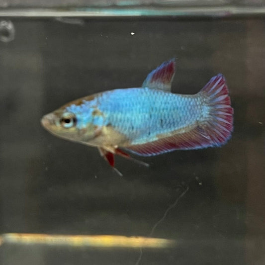 the-fish-farm Female Betta Female Betta - One Only - E Choose your own Female Betta at The Fish Farm Australia