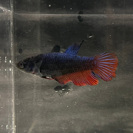 the-fish-farm Female Betta Female Betta - One Only - E Choose your own Female Betta at The Fish Farm Australia