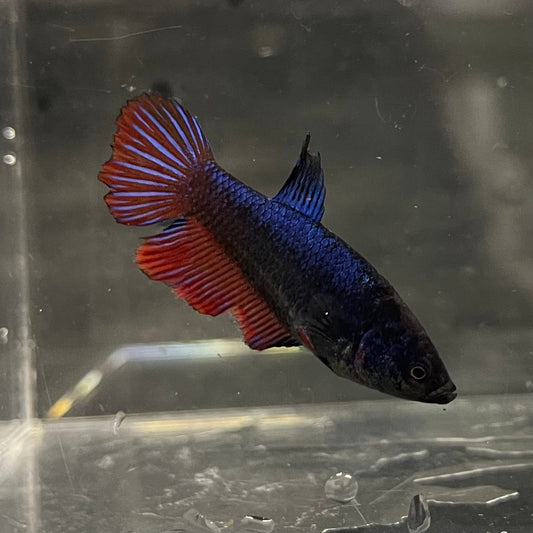 the-fish-farm Female Betta Female Betta - One Only - E Choose your own Female Betta at The Fish Farm Australia