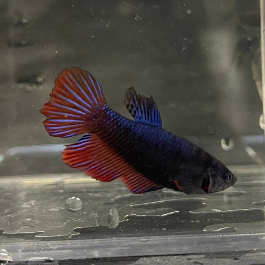 the-fish-farm Female Betta Female Betta - One Only - E Choose your own Female Betta at The Fish Farm Australia