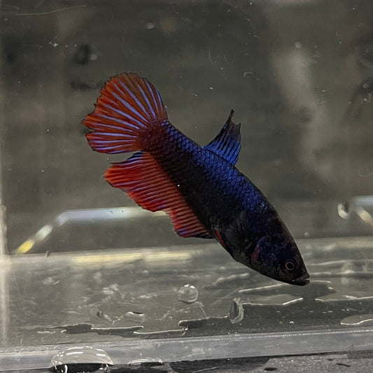 the-fish-farm Female Betta Female Betta - One Only - E Choose your own Female Betta at The Fish Farm Australia