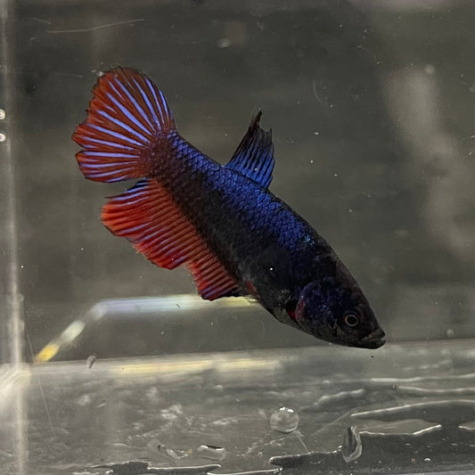 the-fish-farm Female Betta Female Betta - One Only - E Choose your own Female Betta at The Fish Farm Australia