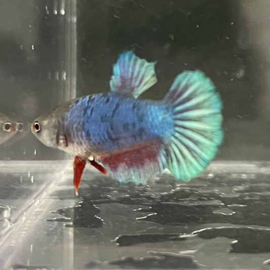the-fish-farm Female Betta Female Betta - One Only - E Choose your own Female Betta at The Fish Farm Australia