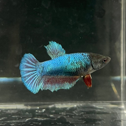 the-fish-farm Female Betta Female Betta - One Only - E Choose your own Female Betta at The Fish Farm Australia