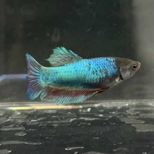 the-fish-farm Female Betta Female Betta - One Only - E Choose your own Female Betta at The Fish Farm Australia