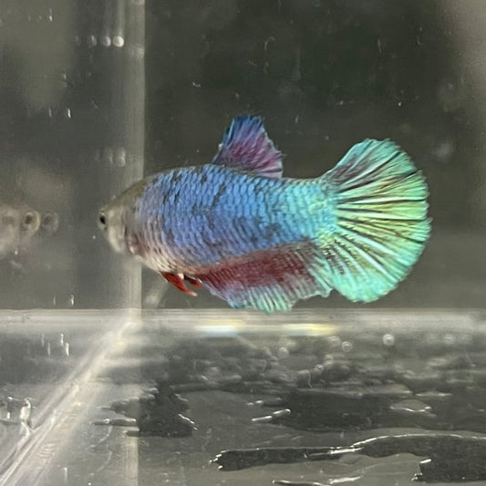 the-fish-farm Female Betta Female Betta - One Only - E Choose your own Female Betta at The Fish Farm Australia